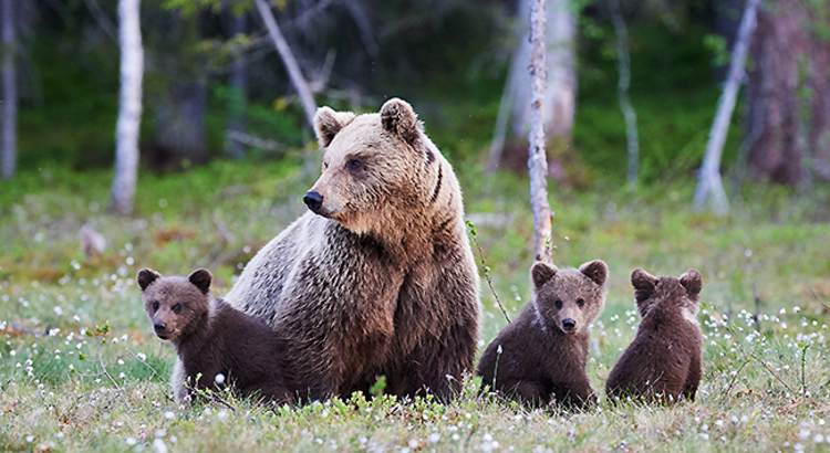 Kanada_Bärenmutter mit Jungen_Foto iStock LuCaAr